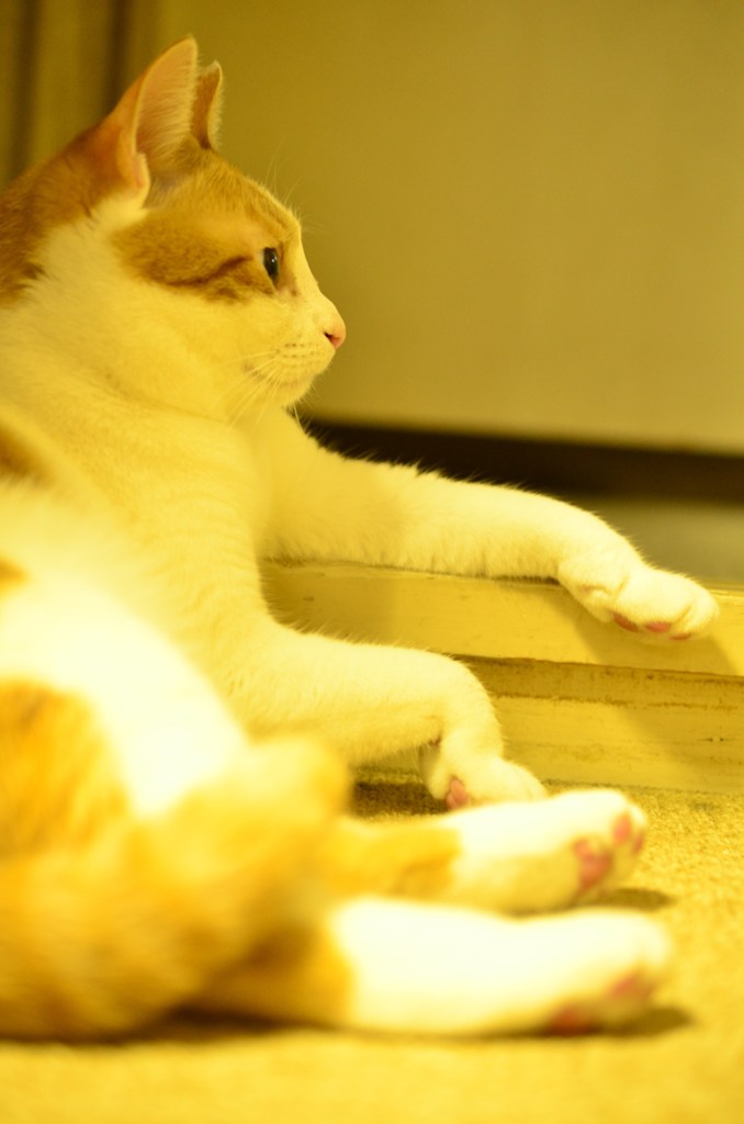 ねこ社長