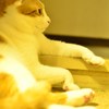 ねこ社長