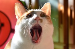 おおあくび
