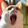 おおあくび