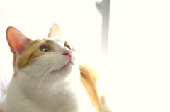 あったかい日