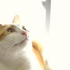 あったかい日