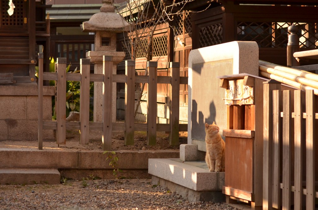 狐猫さん