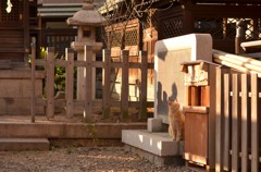 狐猫さん