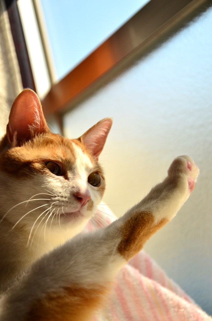 シュッ！！