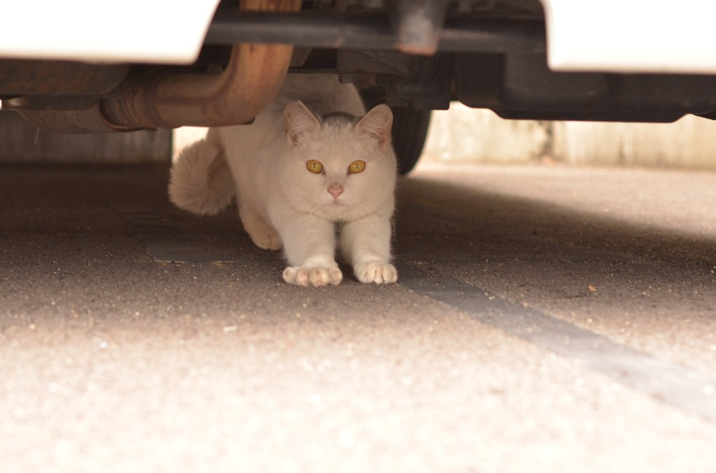 車の下は安心なのにゃ