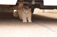 車の下は安心なのにゃ