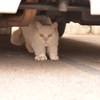車の下は安心なのにゃ