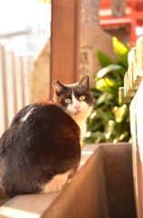 ついてこないでね