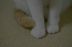 ちょこん