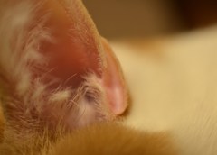 ふわわ