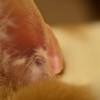 ふわわ