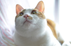 光