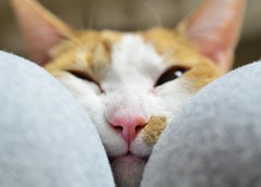 むぎゅ