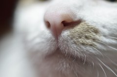 お鼻