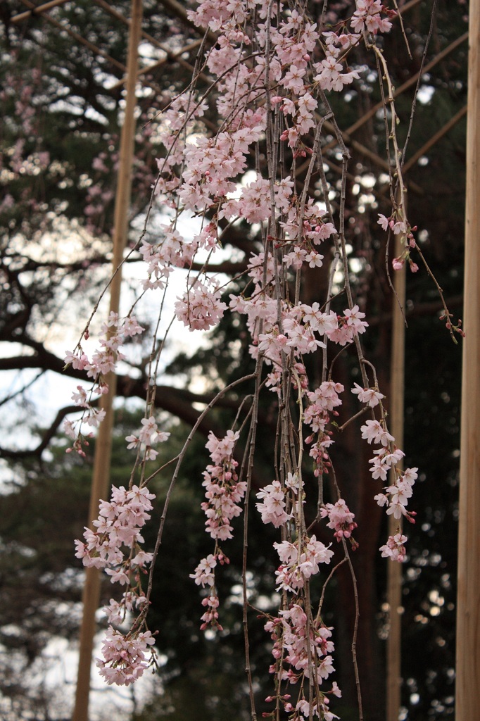 枝垂れ