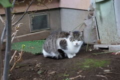 ねこ(=^･^=)