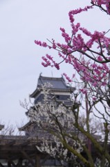 梅化粧