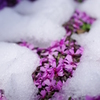 季節はずれの雪