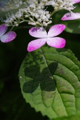 小さな日陰
