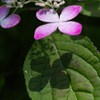 小さな日陰