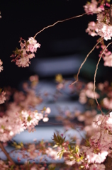 夜桜