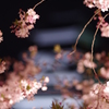 夜桜