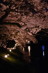 夜桜