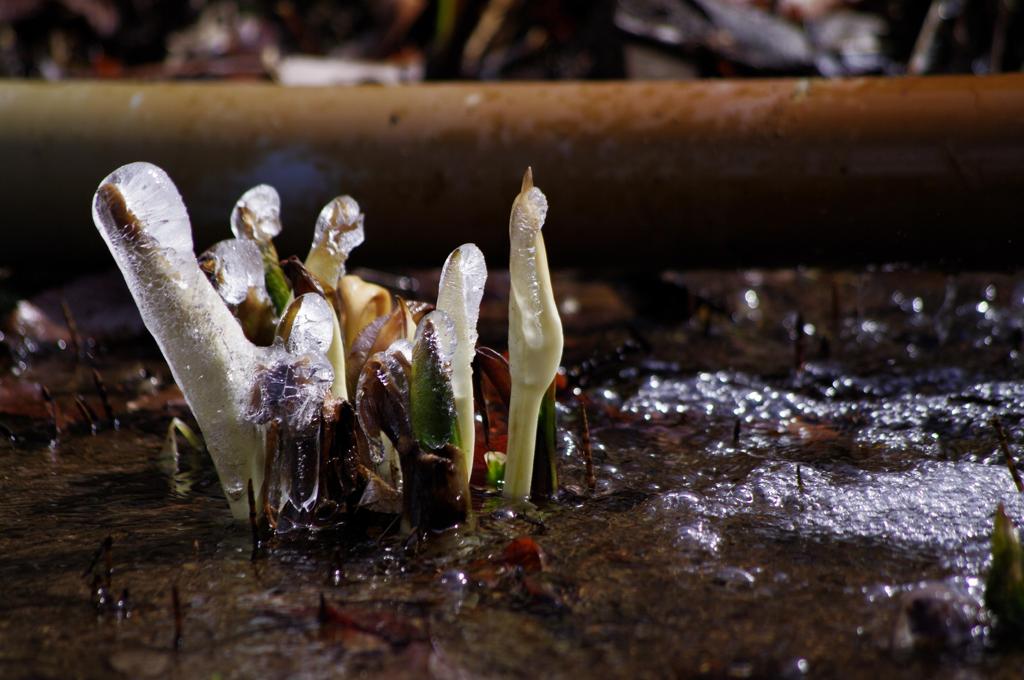 水芭蕉・氷の衣
