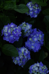 蒼
