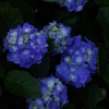 蒼