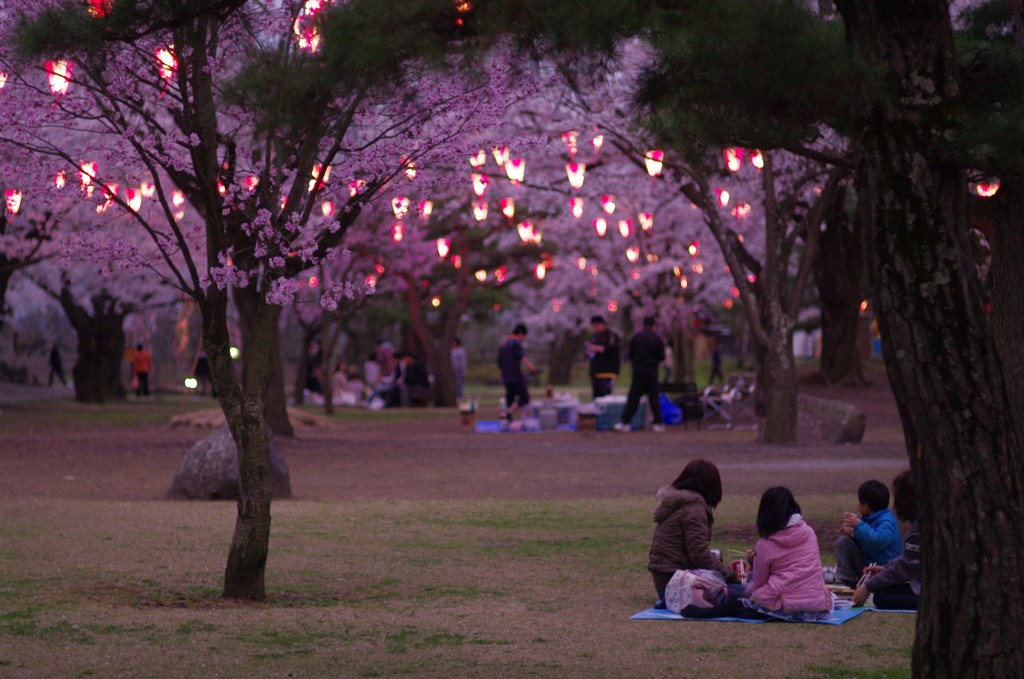 桜提灯