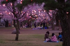 桜提灯