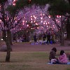 桜提灯