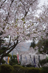 春を愛でる