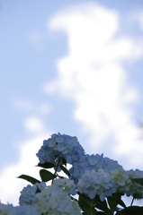香り立つ
