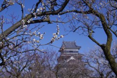 青空に咲く