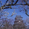 青空に咲く