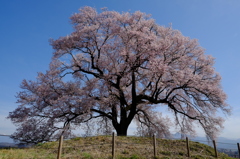 わに塚の桜