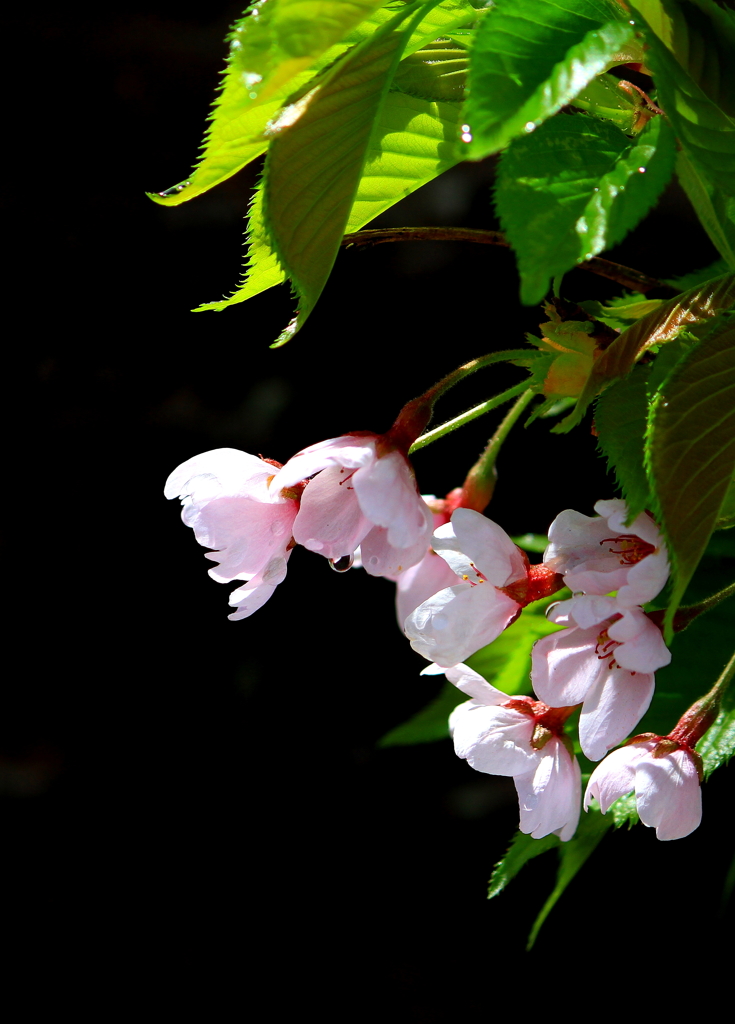 光る葉桜