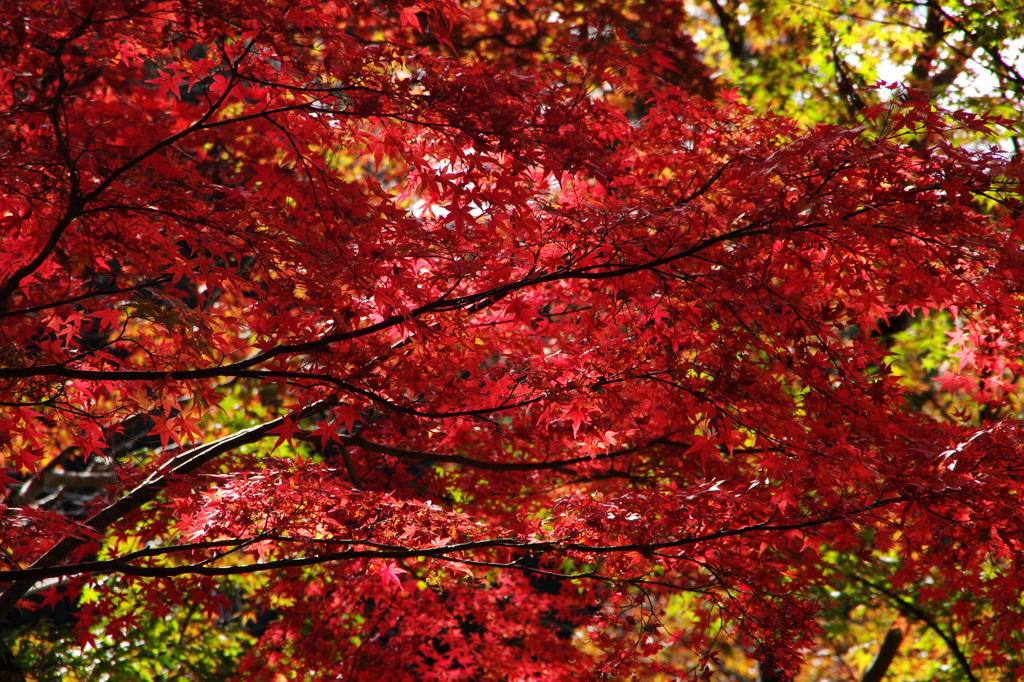 佛通寺の紅葉　02