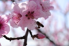 桜と蜂03