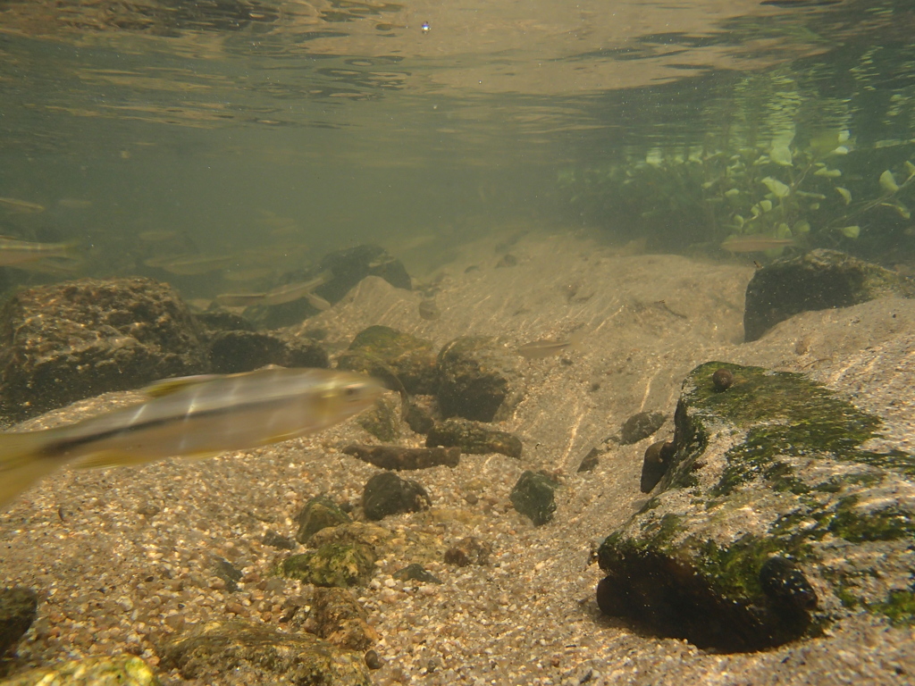 夏だ！川遊び！*02