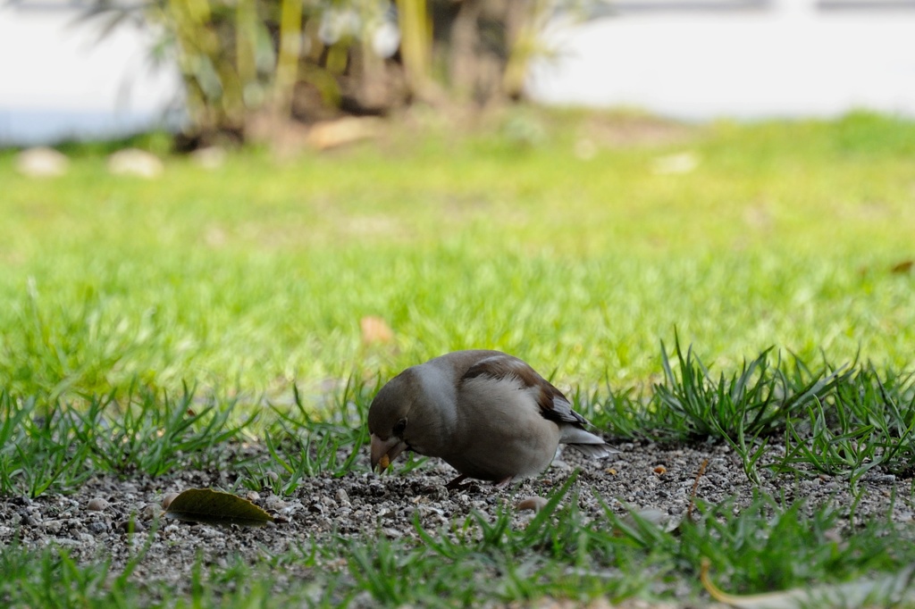シメシメ♪