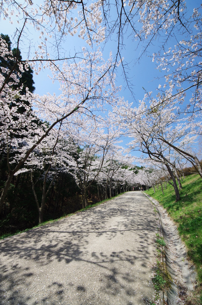 桜道