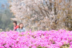 桜！サクラ！笑顔咲く！！