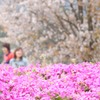 桜！サクラ！笑顔咲く！！