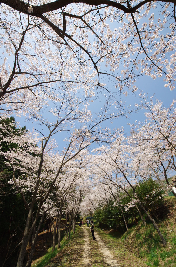 世羅甲山ふれあいの里①