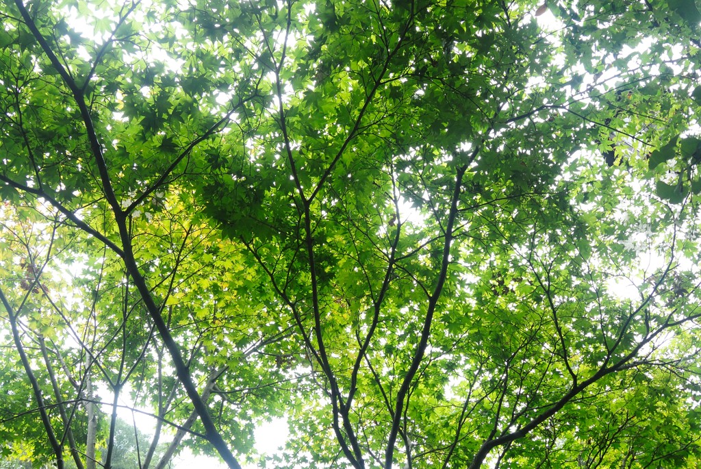 ＧＲＥＥＮ