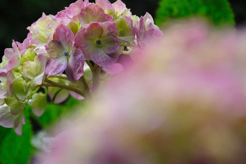 a hydrangea ～アジサイ～